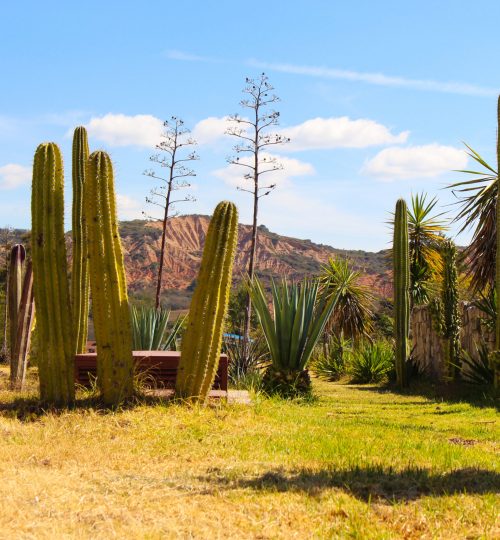 cactus oaxaca